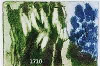 FUSSMANN, KLAUS, GEB. 1938, SCHNEEGLÖCKCHEN UND VERGIßMEINNICHT, AQUATINTA RADIERUNG, HANDSIGN., NUM. 189/200, CA. 7 X 10 CM, WVZ NR. 428
