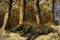 SCHNEIDER, MITTE 20.JH., DURCH DEN WINTER- LICHEN WALD PRESCHENDE WILDSCHWEINE, ÖL/LWD, SIGN., 80 X 100 CM