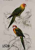 KONVOLUT VON 18 BLATT ALTKOLORIERTER KUPFER- STICHE, MIT PRACHTVOLLEN VOGELDARSTELLUNGEN VON BIS ZU ZWEI VÖGEL AUF EINEM BLATT, U.A. MIT ...