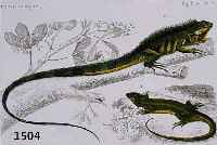 KONVOLUT VON 8 BLATT ALTKOLORIERTER KUPFER- STICHE, MIT PRACHTVOLLEN DARSTELLUNGEN VON FRÖSCHEN, SALAMANDER, KL. REPTILIEN U.S.W., BIS ZU ZWEI ...