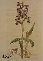KPNVOLUT AUS 100 ALTKOLORIERTEN KUPFERSTICHEN, MIT PRACHTVOLLEN BLUMEN, PFLANZEN UND FRÜCHTEDARSTELLUNGEN, AUS DEM GR. ENGL. BOTANIKWERK SOWERBY ...