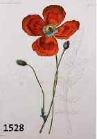 KONVOLUT VON 8 ALTKOLORIERTEN LITHOGRAFIEN, AUS DEM FRZ. WERK NOUVELLES ARCHIVES DU MUSEM, UM 1860, MIT BLUMEN- UND PFLANZENDARSTELLUNGEN VN BIS ZU ...