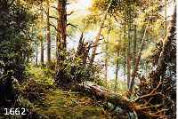 WISNIEWSKI, M., * 1925 IN WARSCHAU, ÖL/LWD., WALD NACH DEM STURM, SIGNIERT, 75 X 50 CM