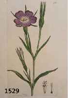 KONVOLUT VON 100 BLATT, MIT PRACHTVOLLEN BLUMEN-UND PFLANZENDARSTELLUNGEN AUS DEM GR. ENGL. BOTANIKWERK SOWERBY SMITH, J. ENGLISH BOTANY, LONDON, ...
