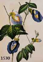 KONVOLUT VON 15 BLATT, MIT ALTKOLOR. LITHO, MIT PRACHTVOLLEN BLUMENDARSTELLUNGEN AUS PAXTON, LONDON, CA. 1850, U.A. CAMELIA, MAIGLÖCKCHEN, ...