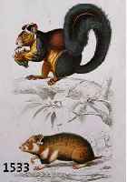 KONVOLUT VON 10 BLATT, MIT ALTKOLOR. KUPFERSTICHEN AUS CH. ORBIGNY PARIS, ATLAS DER ZOOLOGIE, CA. 1835, MIT VERSCHIEDENEN TIERDARSTELLUNGEN U.A. ...