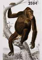 KONVOLUT VON 10 BLATT, MIT 6 BLATT MIT VERSCHIEDENEN AFFENDARSTELLUNGEN, BIS ZU ZWEI AFFEN AUF EINEM BLATT U.A. GORILLA, SCHIMPANSE, EIN FAULTIER ...