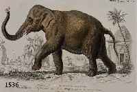 KONVOLUT VON 10 BLATT, MIT VERSCHIEDENEN TIERDARSTELLUNGEN U.A. ELEFANT, KÄNGURUH, TAPIR, SCHWEIN, ELCH, ZEBRA, ZWEI GÜRTEL- TIERE U. ...