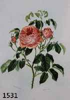KONVOLUT VON 14 BLATT, MIT VERSCHIEDENEN BLUMENDARSTELLUNGEN U.A. ROSE UND PFLANZEN- DARSTELLUNGEN, STRELITZIE, BANANENSTAUDE, PINIEN, ...
