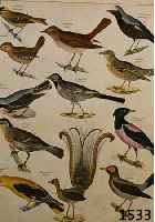 15 BLATT MIT KOLOR. STICHEN, AUS OKENS VOGEL- ZOOLOGIE VON 1843, L. GEBRÄUNT, 34,5 X 27 CM, STOCKFLECKIG