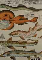 15 Blatt aus Okens Naturge-, schichte, 1843,, Kupferstiche, Fische, 34.5 x 27 cm, l. gebrÄunt und l. stock- fleckig