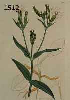 KONVOLUT VON 100 BLATT, MIT ALTKOLOR. KUPFERSTICHEN, MIT PRACHTVOLLEN BLUMEN- UND PFLANZENDARSTELLUNGEN AUS DEM ENGL. BOTANIKWERK SOWERBY SMITH J. ...