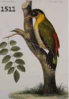 KONVOLUT VON 12 BLATT, MIT ALTKOLOR. LITHO, MIT VOGELDARSTELLUNGEN BIS ZU VIER VÖGELN AUF EINEM BLATT AUS DEM FRANZ. WERK NOUVELLES ARCHIVES DU ...