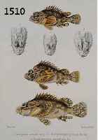 Konvolut von 17 Blatt, mit verschiedenen Fischdarstellungen, bis zu 8 Darstellungen auf einem Blatt, 22 x 17 cm