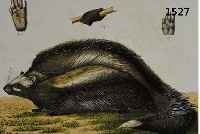 KONVOLUT AUS 7 BLATT, ALTKOLOR. LITHO. MIT VERSCHIEDENEN TIERDARSTELLUNGEN U.A. WASCHBÄR, HIRSCHE, ZWEI VERSCHIEDENEN AFFEN- ARTEN UND SCHNECKEN, ...