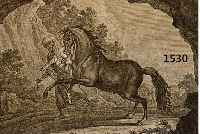 KONVOLUT VON 2 BLATT, KUPFERSTICHE MIT PRACHTVOLLEN PFERDEDARSTELLUNGEN VON RIDINGER , BESTEHEND AUS 1.) ARABISCHES PFERD, 24,5 X 33,5 CM; 2.) ...