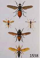 KONVOLUT AUS 13 BLATT MIT ALTKOLOR. KUPFER- STICHEN, AUS ATLAS DER ZOOLOGIE, CHARLES ORBIGNY, PARIS CA. 1835, DAVON 2 L. BRÄUNLICH, SONST SEHR GUT ...