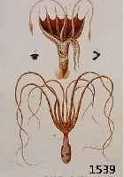 KONVOLUT VON 8 BLATT MIT ALTKOLOR. KUPFER- STICHEN, MIT VERSCHIEDENEN KORALLEN- UND POLYPENDARSTELLUNGEN, BIS ZU 6 ABBILDUNGEN AUF EINEM BLATT, ...