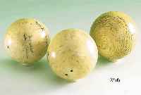 3 Billardkugeln, Elfenbein, deutsch um 1900, leichte Haarrisse, D. ca. 6-6.5 cm