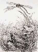 Weber, A. Paul, 1893-1980, Frosch und Libel- le, Lithographie, re. u. handsign., ca. 45 x 35 cm