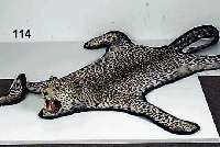 Fell eines weiblichen Leoparden, 70er Jahre, auf Filz aufgezogen, Kopf verstÄrkt, Maul offen mit ZÄhnen und Zunge, leichter Milbenbefall, ...