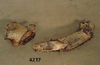 Mammutstoßzahn aus den grauen Sanden des Rheins, ca. 30000 Jahre, rechter Stoßzahn, dazu: Mammutzahnfragment, Kopf, rechte Seite, 3. ...