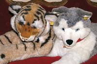 Grosser Husky, Steiff, 80er Jahre, blaue Glasaugen, l. bespielt, L.ca.57cm