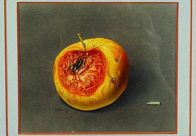 Werner Ring, Fauler Apfel, Buntstift auf Papier, signiert, ca. 13x15cm, unter Glas, Rahmen