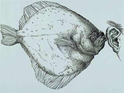Günther Grass, geb. 1927, Heilbutt, Radierung, rechts unten handsigniert, dat.77 , 29,5x39 cm, Gesamt: 49x47,5 cm, unter Glas gerahmt