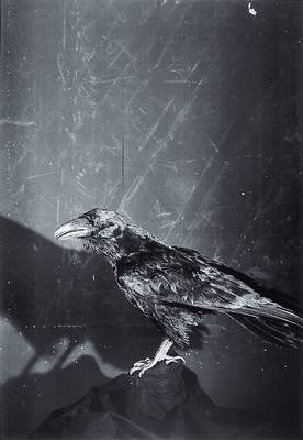 Jim Dine, geb. 1935, "Raven and Owls", Offset auf festem Karton, handsigniert, nur wenige handsignierte Exemplare, ca. 98x67 cm