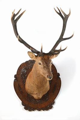 Großer präparierter Hirschkopf, wohl Tschechoslowakei, 40-50 Jahre alt, Trophäenschild in geschnitzter Linde mit Spruch, hervorragend präpariert, ...