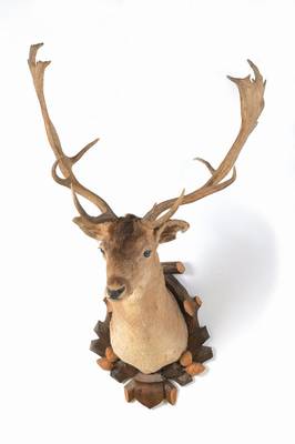 Präparierter Hirschkopf, deutsch, Frühes 20.Jh., Auf geschnitztem Trophäenschild aus Linde, hervorragend präpariert,