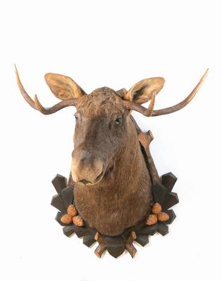 Präparierter Elchkopf, wohl Nordamerika/Kanada, 40-50 Jahre alt, Trophäenschild in geschnitzter Linde, hervorragend präpariert, Alterssch.