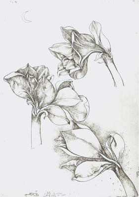 Bruno Bruni, geb. 1935 Gradara, Studie mit Amaryllis, Radierung, 1999, in der Platte u. handsign, num 10/50, Platte ca. 40,5 x 28,5 cm, Blattgr. 70 x ...
