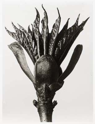 Karl Blossfeldt, 1892-1957, Pflanzenformen, Mappe mit 6 Fotografien auf Ilford Papier, Edition Griffelkunst 2010, Blattgr. 30x24 cm