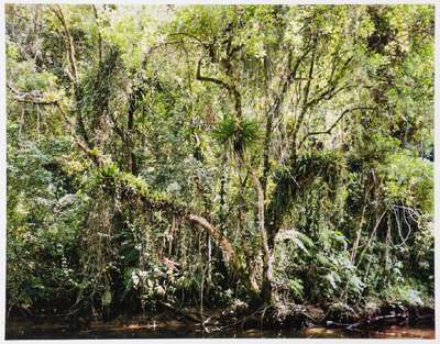 Thomas Struth, geb. 1954 Geldern, Paradies, Mappe mit 6 Fotografien, Edition Griffelkunst 2004, betitelt, pigmentierte Inkjet-Prints, Blattgr. 50x33 ...