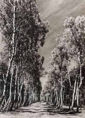 Heinrich Heidersberger, 1906-2006, Birkenallee, Silbergelatine-Abzug, verso sign., dat. 1936, Blattgr. 42x30,5 cm