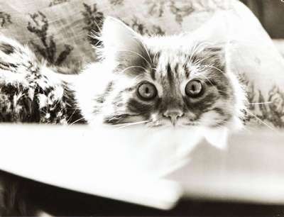 Peter Keetmann, 1916-2005, Ohne Titel/Cat, Vintage Silbergelatine-Abzug, ca. um 1960, verso Künstlerstempel, Blattgr. 18x22,5 cm