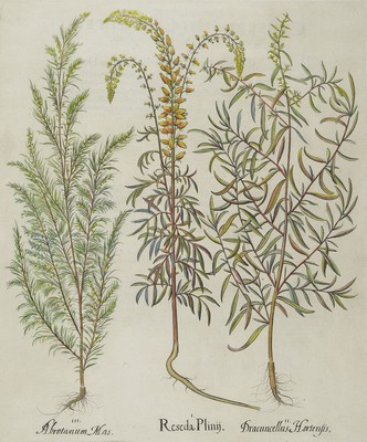 Vier Kupferstiche meist "Hortus Eystettensis" von Basilius Besler, 1561-1629, um 1613, a. Caryophyllusmaior Indic.., b. Aconitum ...