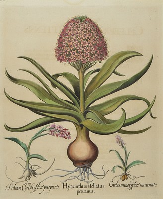 2 Kupferstiche aus Hortus Eystettensis von Basilius Besler, 1561-1629, Hyacinthus stellatus peruanus und Paeonia ruba flore simplici, beide ...