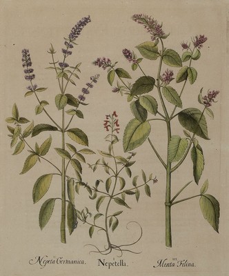 2 Kupferstiche aus Hotrus Eystettensis, Basilius Besler, 1561-1629, Scabiosa Indica und Nepeta Germanica, je ca. 48x39cm, PP, u.Gl., R. ca. 70x62cm