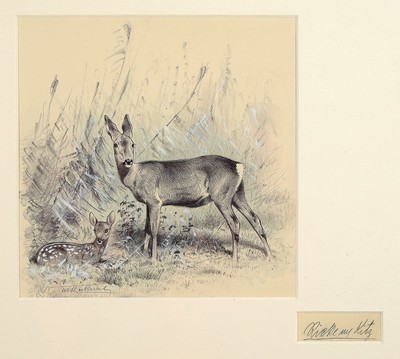 Wilhelm Kuhnert, 1865 Oppeln-1926 Flims, Ricke mit Kitz, Bleistiftzeichnung mit Aquarell und Deckweiß koloriert, ca. 20x20cm, PP, u.Gl., R. ca. ...