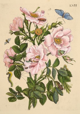 Lot aus 18 Kupferstichen, Maria Sibylla Merian, 1647 - 1717, Blumenstiche koloriert, Pflanzen und Insektendarstellungen, Papier gebräunt, ...
