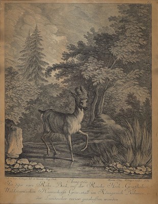 Johann Elias Riedinger, 1698 - 1767, Kupferstich, Anno 1760, Martin Elias Ridinger sculps 1765, "...rare Rehe-Bock, auf der Reichs ...
