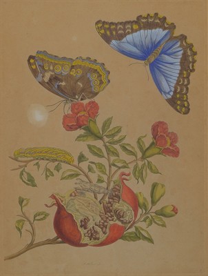 Maria Sybilla Merian, 1647 - 1717, wohl altkolorierter Kupferstich, Papier gebräunt, z.T. fleckig bzw. rest., unter Glas, Rahmen PP., 54.5 x 55 cm ...