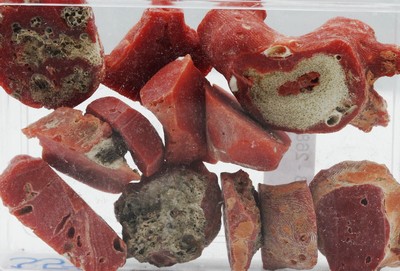 Lot lose Korallen zus. ca. 351,00 ct, Rohsteine in versch. Größen, Formen und Farben, Versand nur in EU Länder möglich