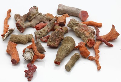 Lot lose Koralle zus. ca. 284 ct, Versand nur innerhalb der EU