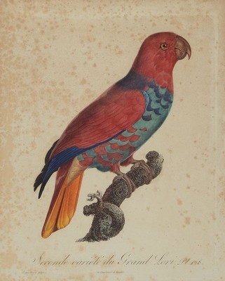 Jacques Barraband, 1768-1809, 2 kolorierte Kupferstiche: Le Perroquet a face bleu und Seconde varieté du grand Lori, beide gebräunt und fleckig, ...