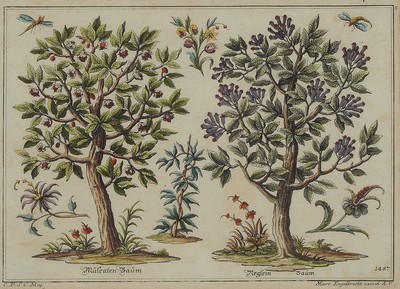 Martin Engelbrecht, 1684 - 1756, vier Kupferstiche, verschiedene Baumansichten,u.a. Zahmer Palmbaum, Musa, Reglein Baum, Cotton Kraut und Bambus ...