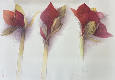Bruno Bruni, geb. 1935 Gradara/Italien, Amaryllis, Farblithographie von 2007, handsigniert und num. 10/70 ca. 70x98cm, untere Ecken min. verschmutzt